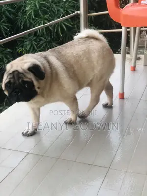 1+ year Male Purebred Pug