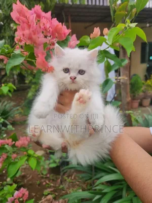 1-3 months Female Purebred Persian