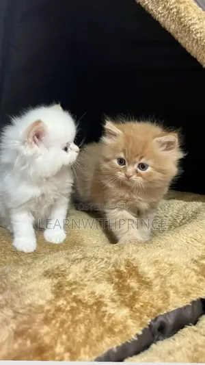 1-3 months Female Purebred Persian
