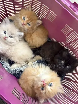 1-3 months Female Purebred Persian