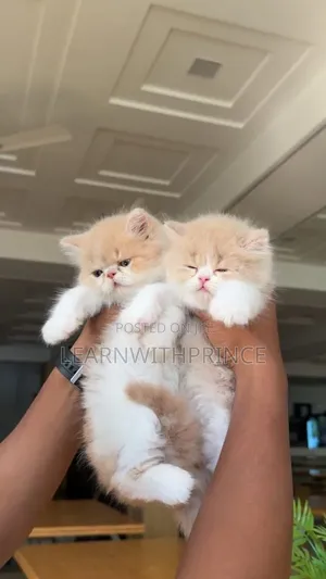1-3 months Female Purebred Persian
