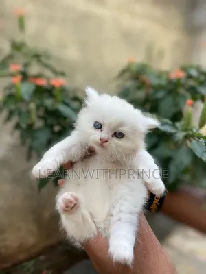 1-3 months Female Purebred Persian