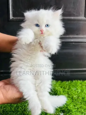 1-3 months Male Purebred Persian