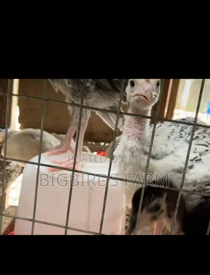 6 Weeks Old Turkey Poults