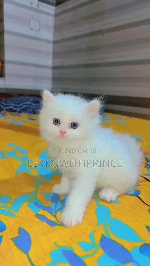 1-3 months Female Purebred Persian