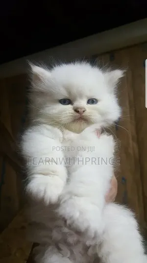 1-3 months Male Purebred Persian