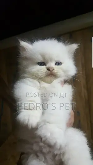 1-3 months Male Purebred Persian