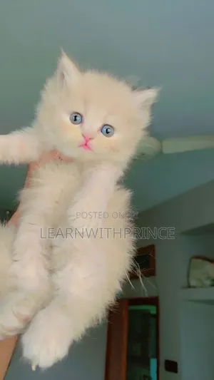 1-3 months Female Purebred Persian