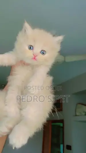 1-3 months Female Purebred Persian
