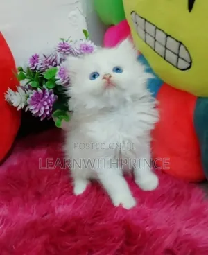 1-3 months Male Purebred Persian