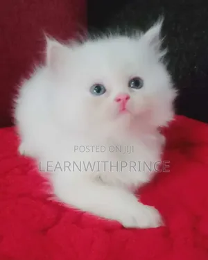 1-3 months Female Purebred Persian