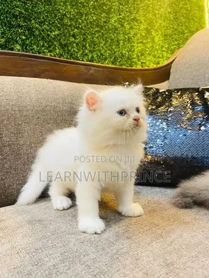 1-3 months Female Purebred Persian
