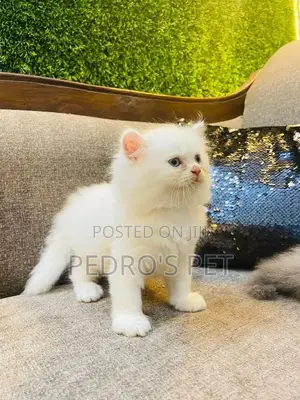 1-3 months Female Purebred Persian