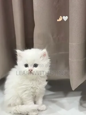 1-3 months Male Purebred Persian