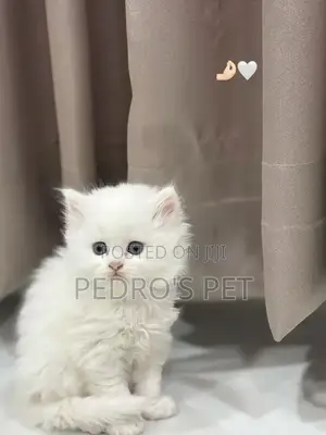1-3 months Male Purebred Persian