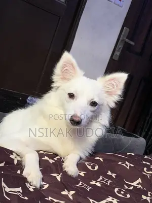 6-12 months Female Purebred American Eskimo