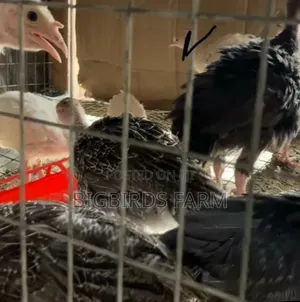 6 Weeks Old Poults