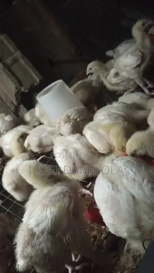 Live Broilers for Sale