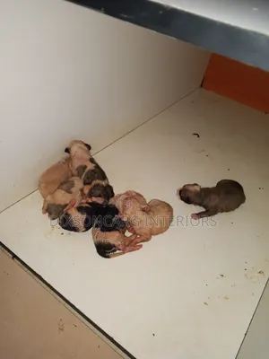 0-1 month Female Purebred American Pit Bull Terrier