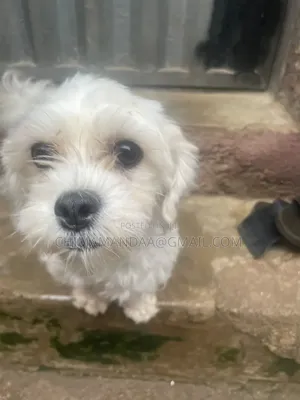 1+ year Female Purebred Lhasa Apso