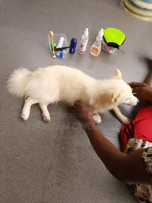 1-3 months Female Purebred American Eskimo