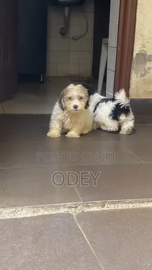 3-6 months Male Purebred Lhasa Apso