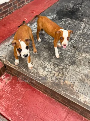 1-3 months Female Purebred American Pit Bull Terrier