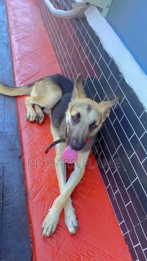 1-3 months Female Purebred German Shepherd
