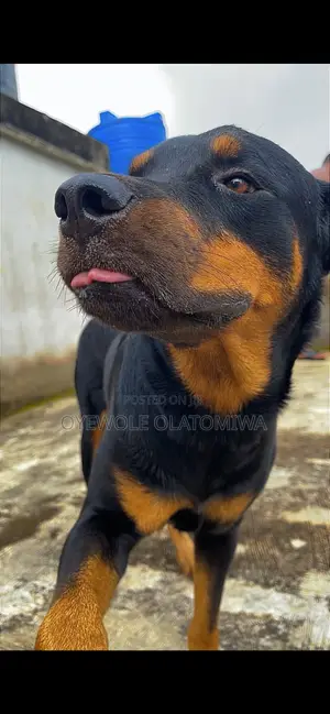 1+ year Male Purebred Rottweiler
