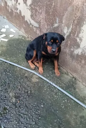 1+ year Female Purebred Rottweiler