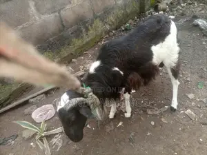Matured Ram
