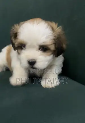 1-3 months Female Purebred Lhasa Apso
