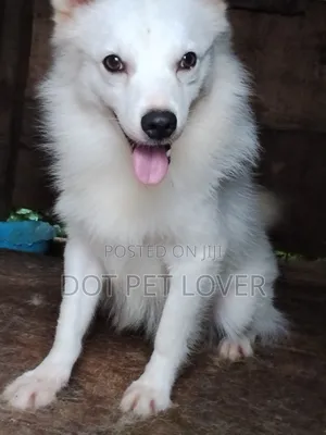 1+ year Male Purebred American Eskimo