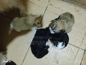 0-1 month Female Purebred Lhasa Apso