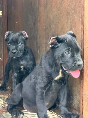 1-3 months Male Purebred Cane Corso