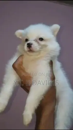 1-3 months Female Purebred American Eskimo