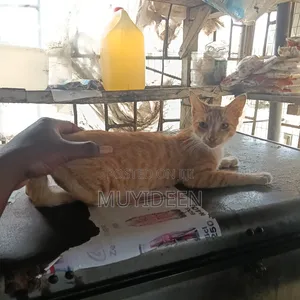 6-12 months Male Mixed Breed American Shorthair