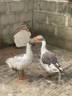 Giant Geese