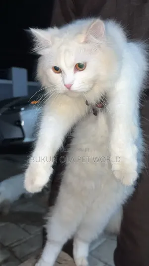 6-12 months Male Purebred Persian