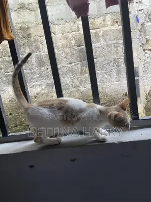 6-12 months Female Purebred Oriental