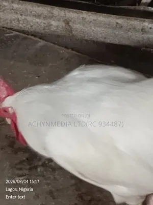Dressed Frozen Chicken- Full or KG