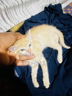 1-3 months Female Purebred Cat