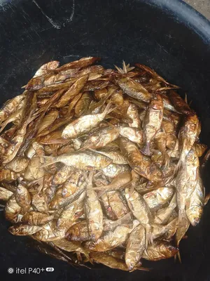 Dried Bonga, Seke Efelo Fish