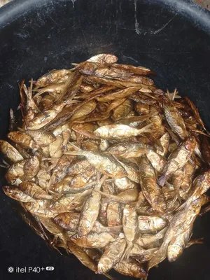Dried Bonga, Seke Efelo Fish