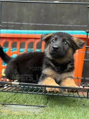 1-3 months Female Purebred German Shepherd