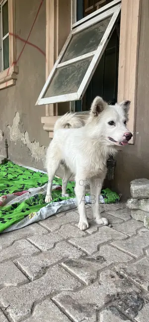 Husky- Dog Stud Service