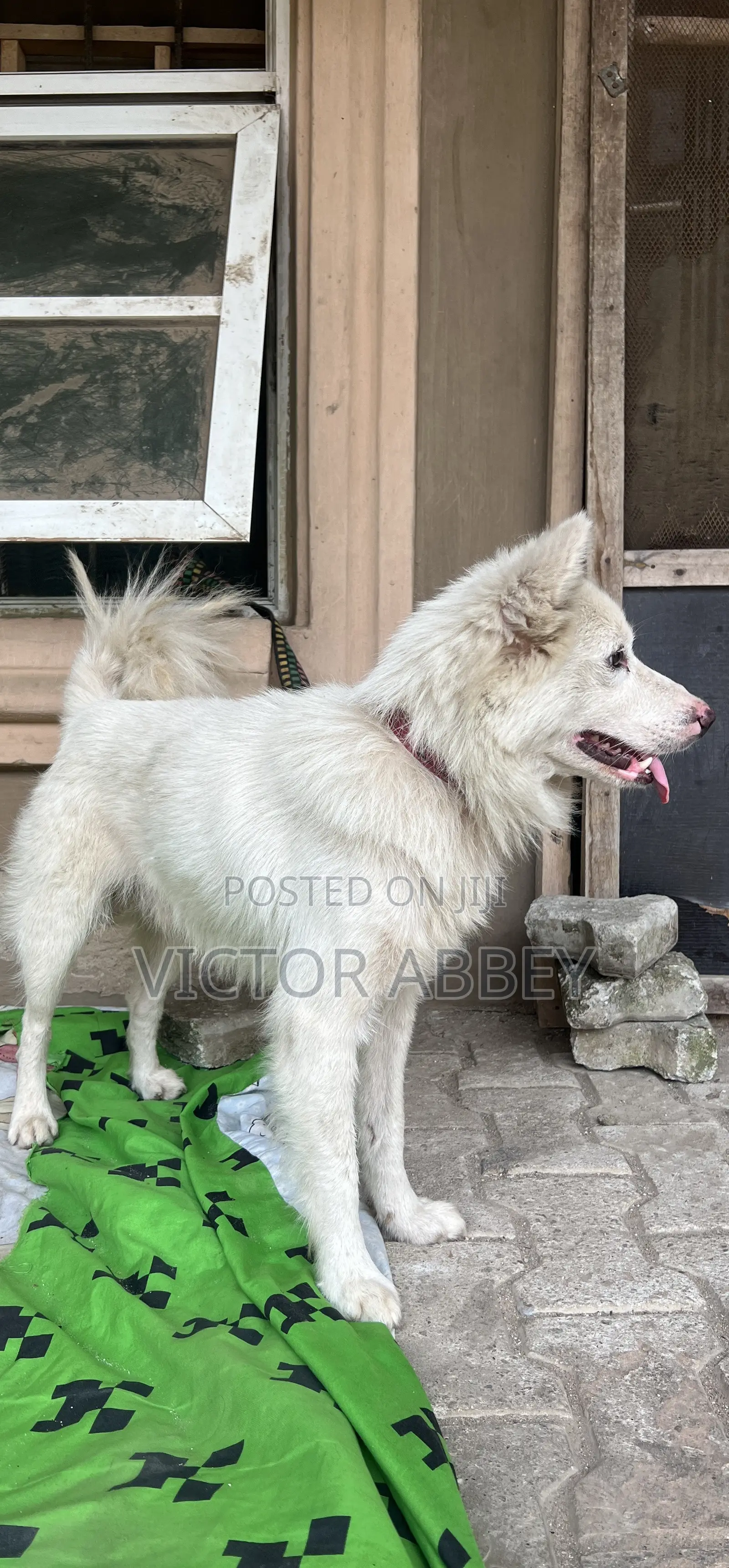 Husky- Dog Stud Service