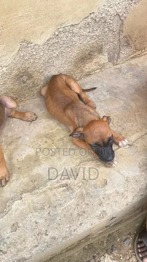 1-3 months Female Mixed Breed Boerboel