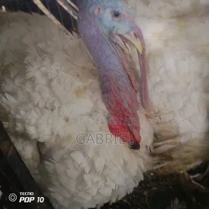 Tukey, Layers,big Broilers, Native Chicken