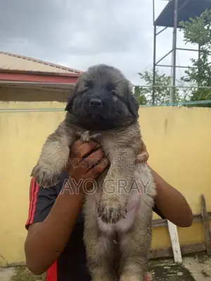 1-3 months Female Purebred Caucasian Shepherd